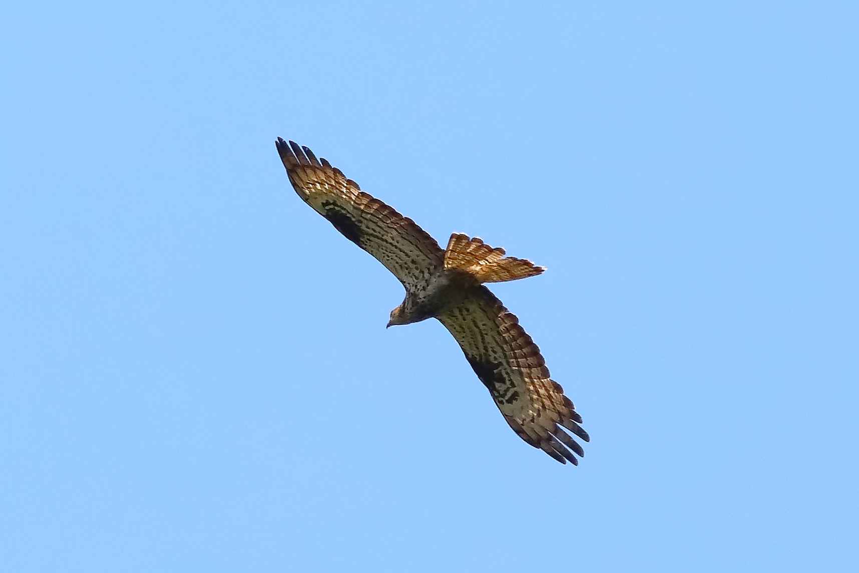 Honey buzzard 21-07-2023