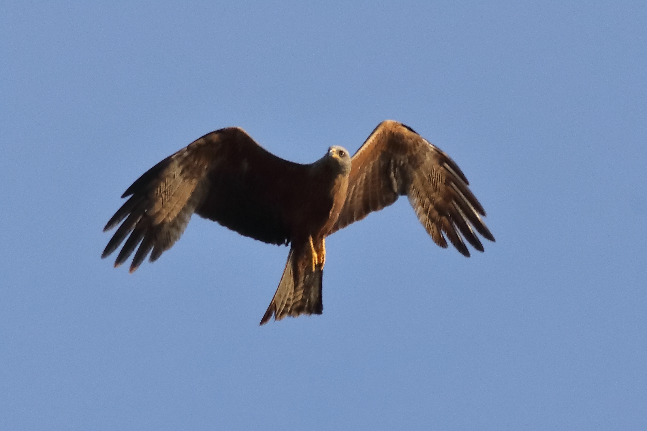 Black Kite 15-07-2023