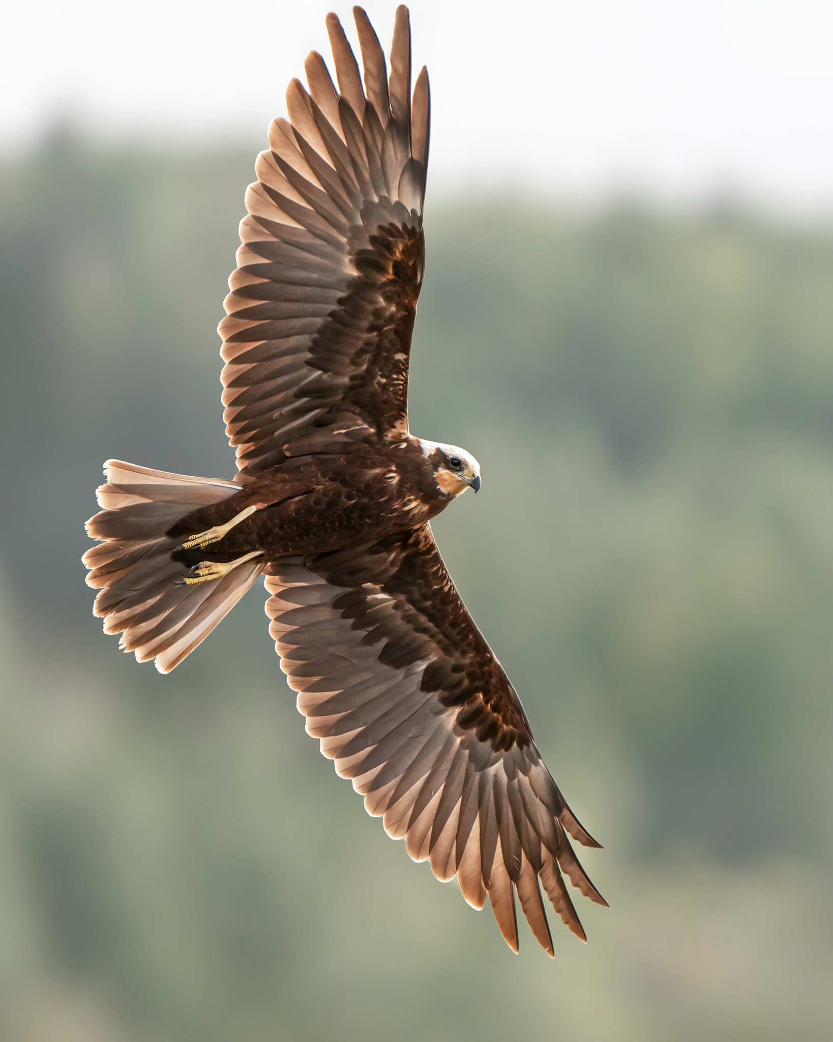 Falco di Palude Femmina