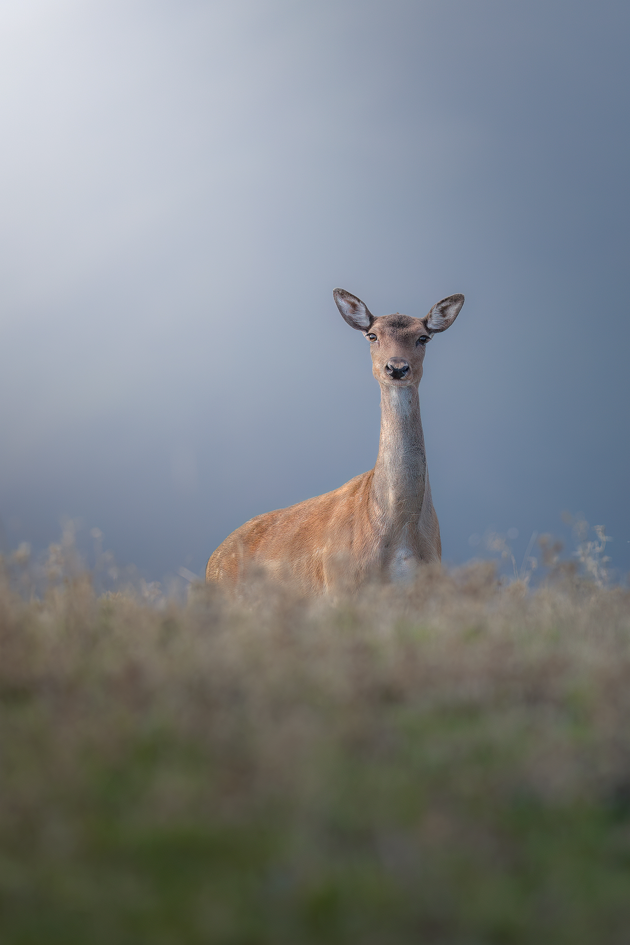 Female fallow deer