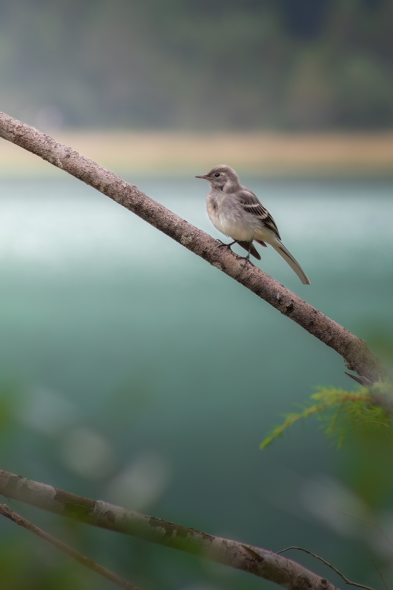 Fledgling