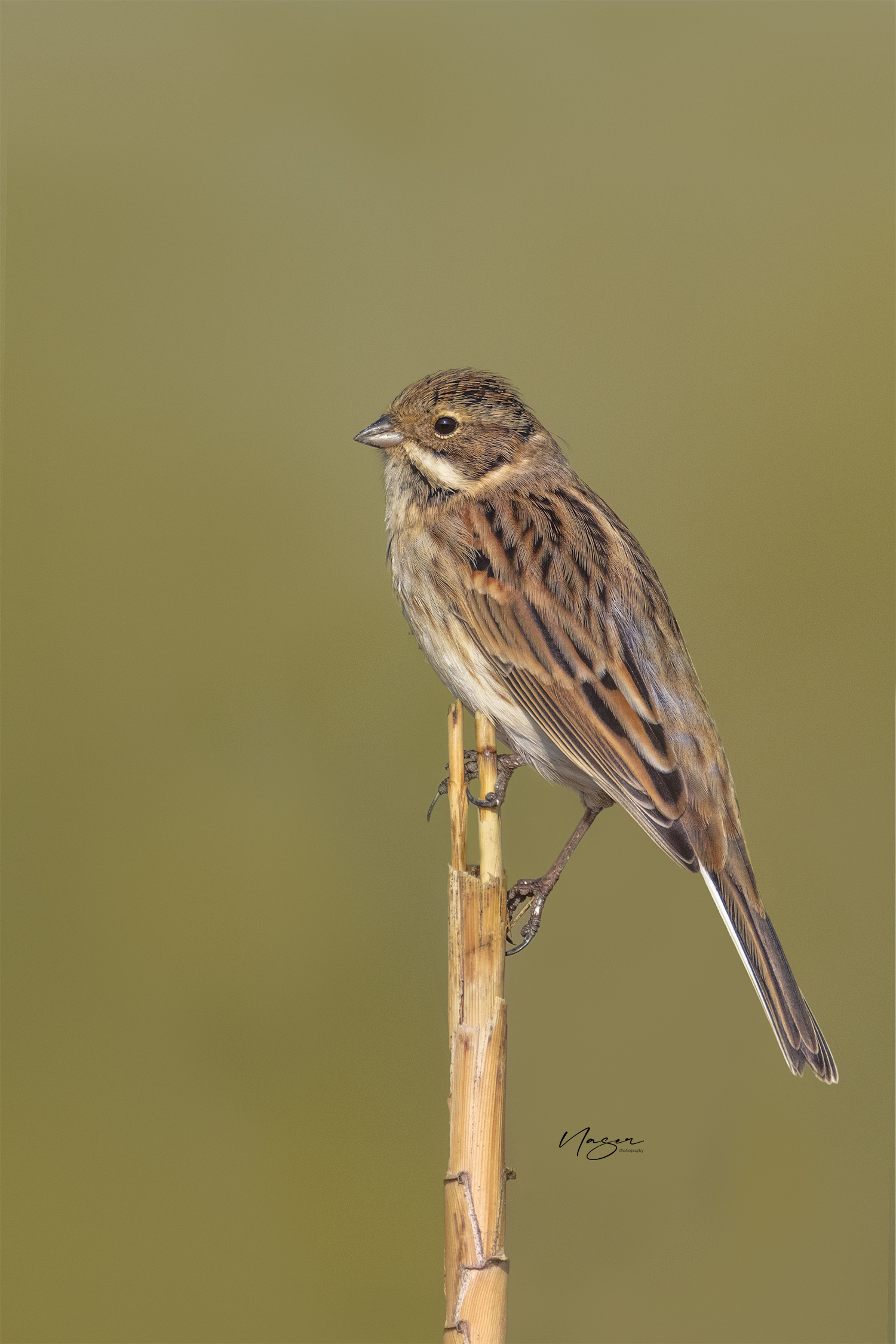 reed bunting