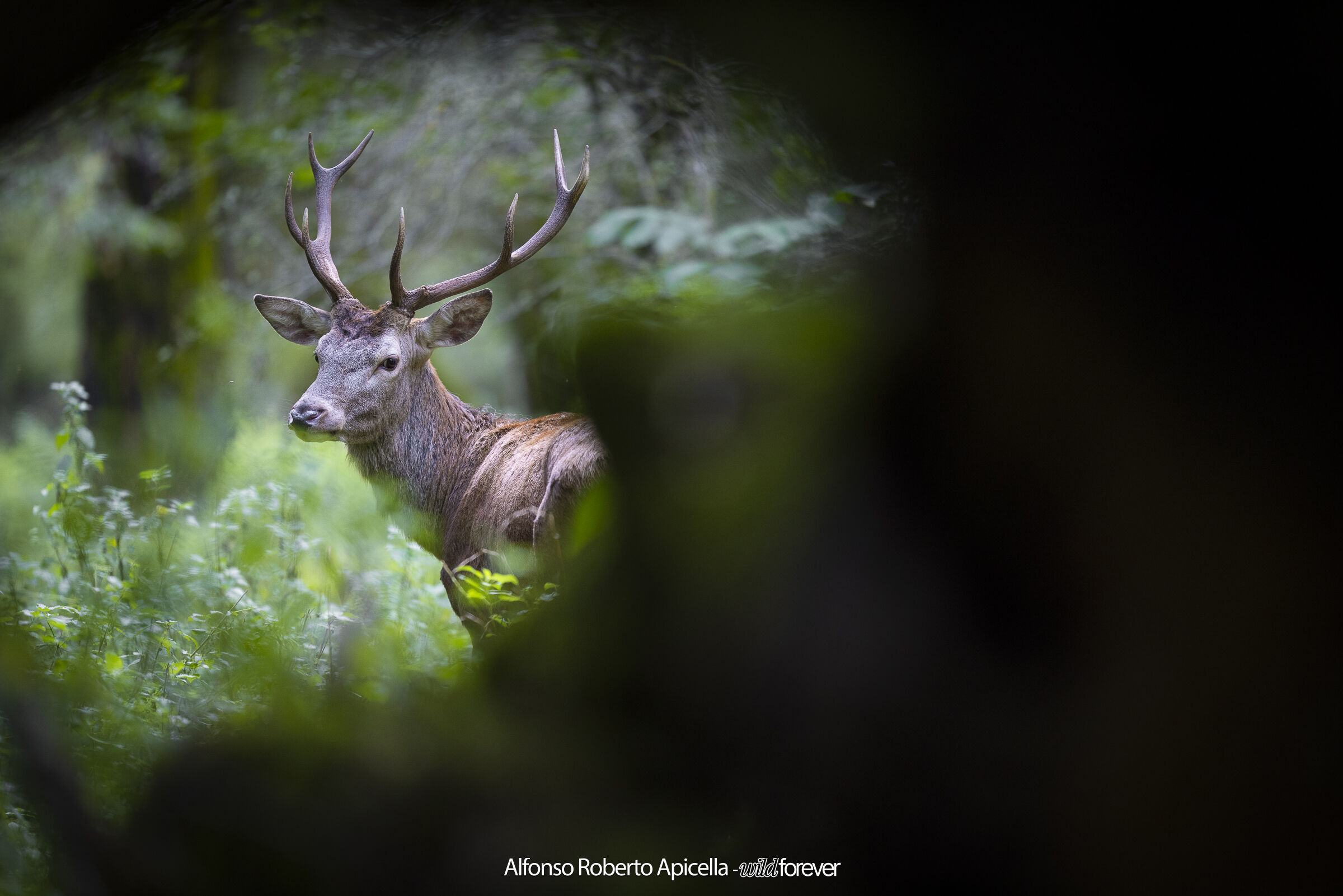 Testing the quality of the Canon 200mm f2