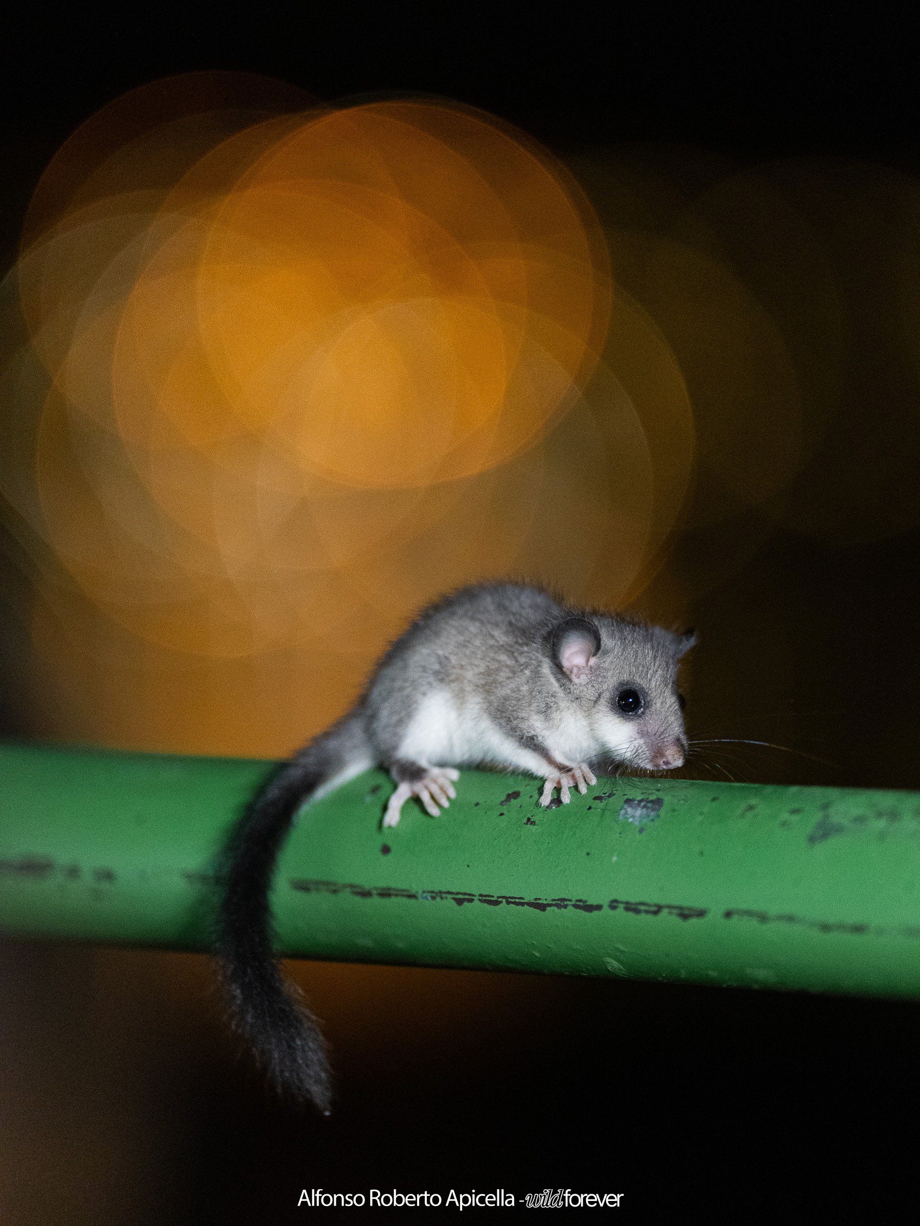 Dormouse at night