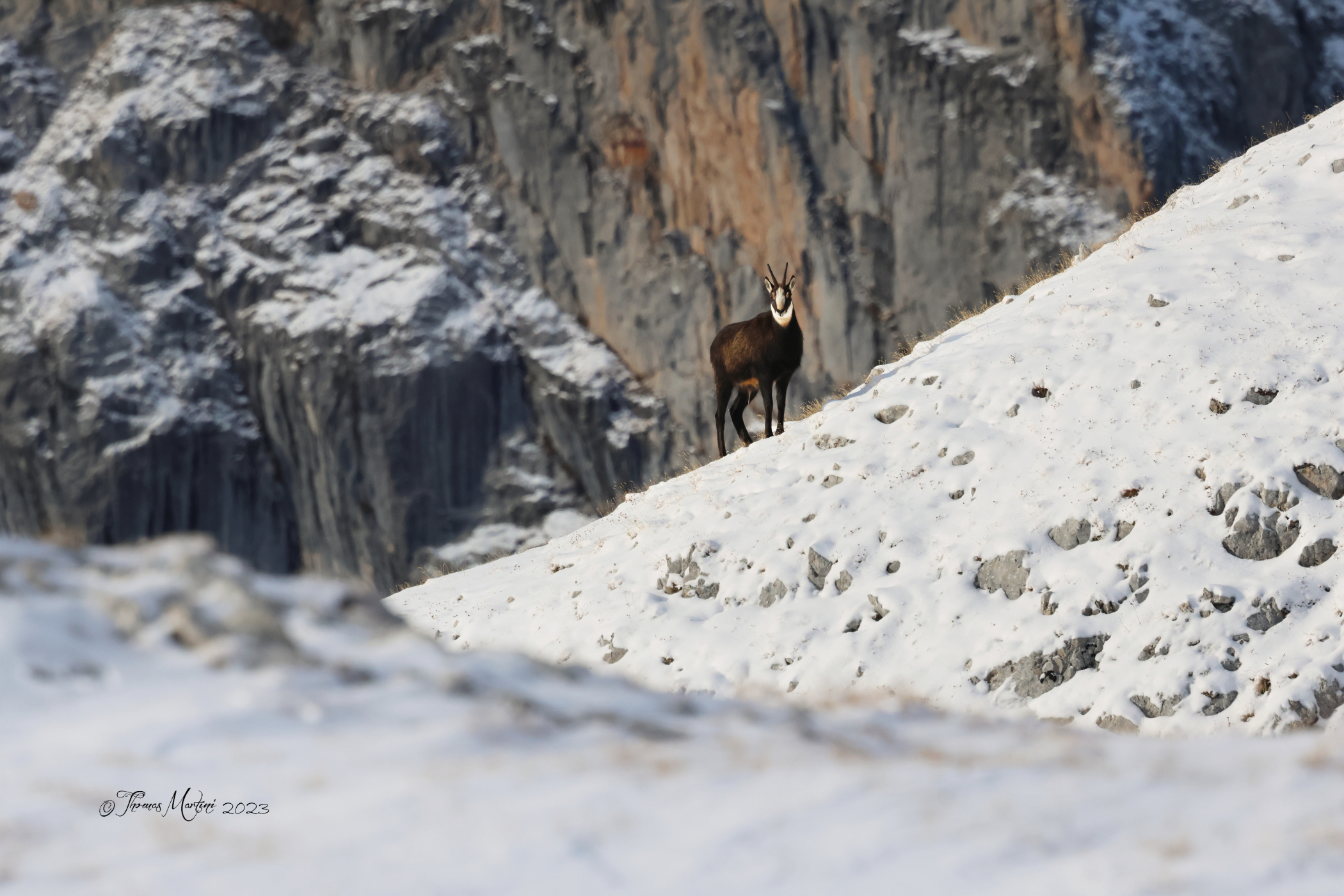 Il camoscio nel suo regno... ...nel mio regno!