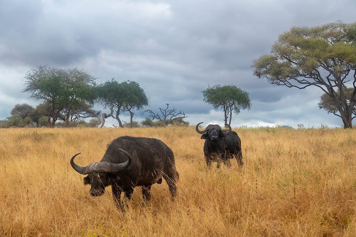Bufali africani nella Savana