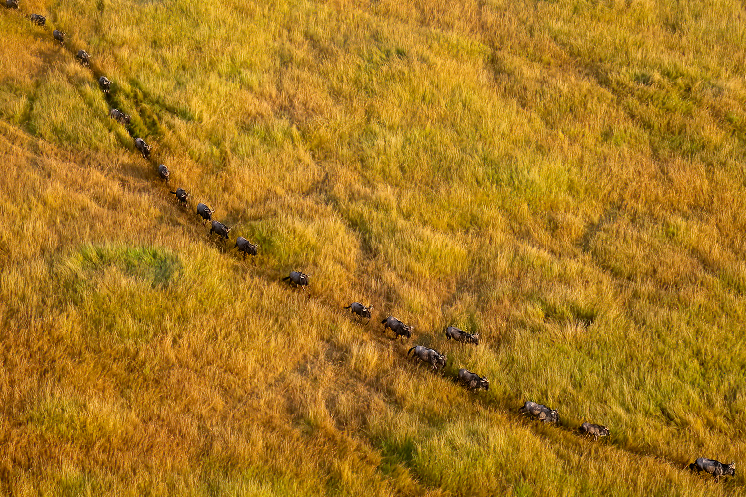 La grande Migrazione degli Gnu