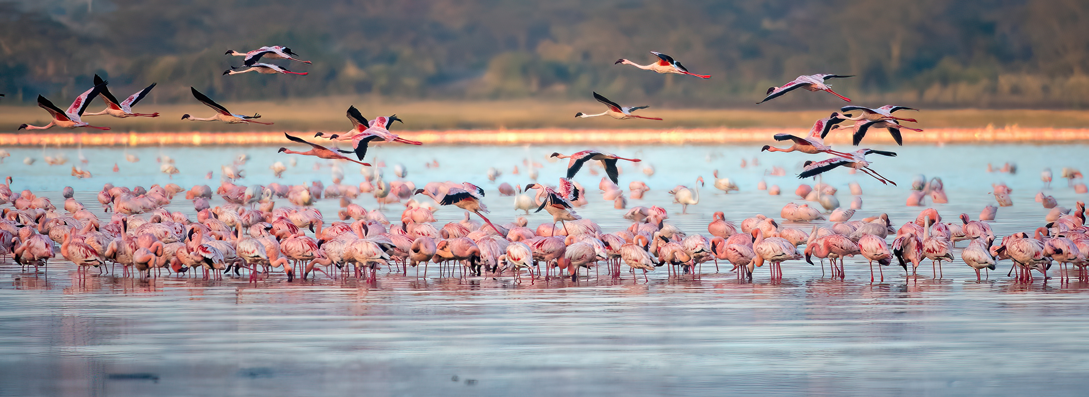 Fenicotteri al lago Elementaita