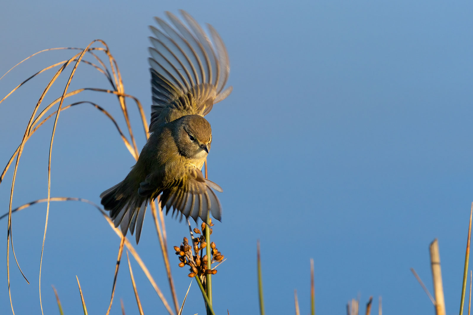Effetto Rolling Shutter