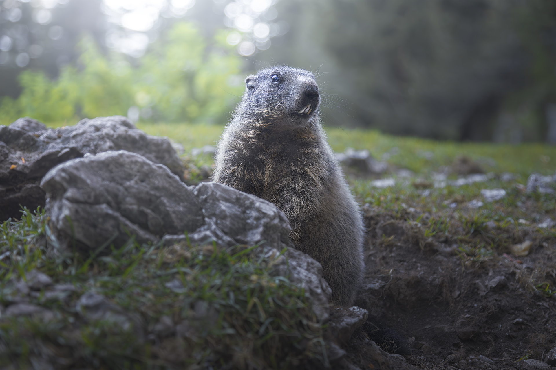 marmot