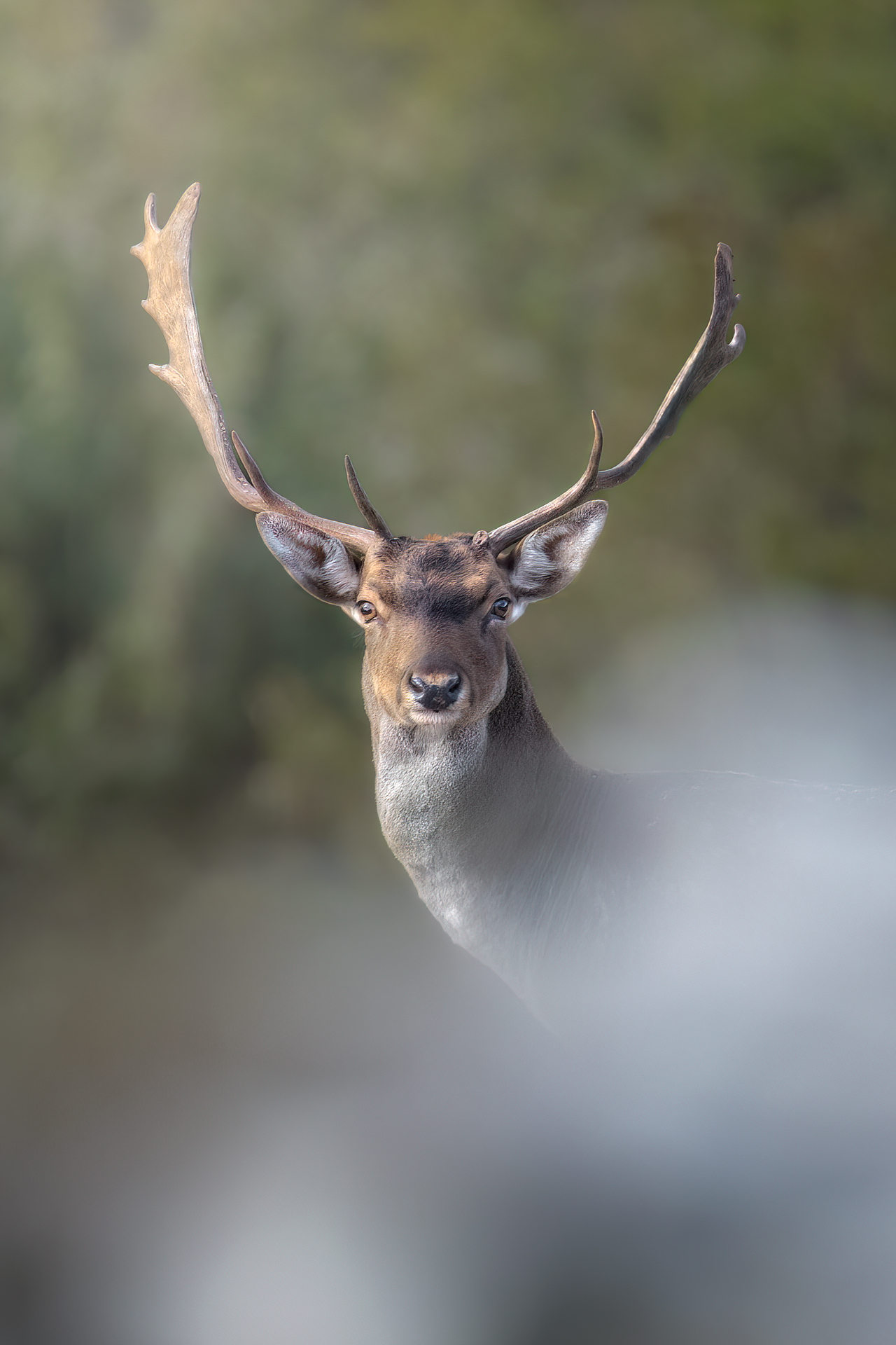 Male fallow deer