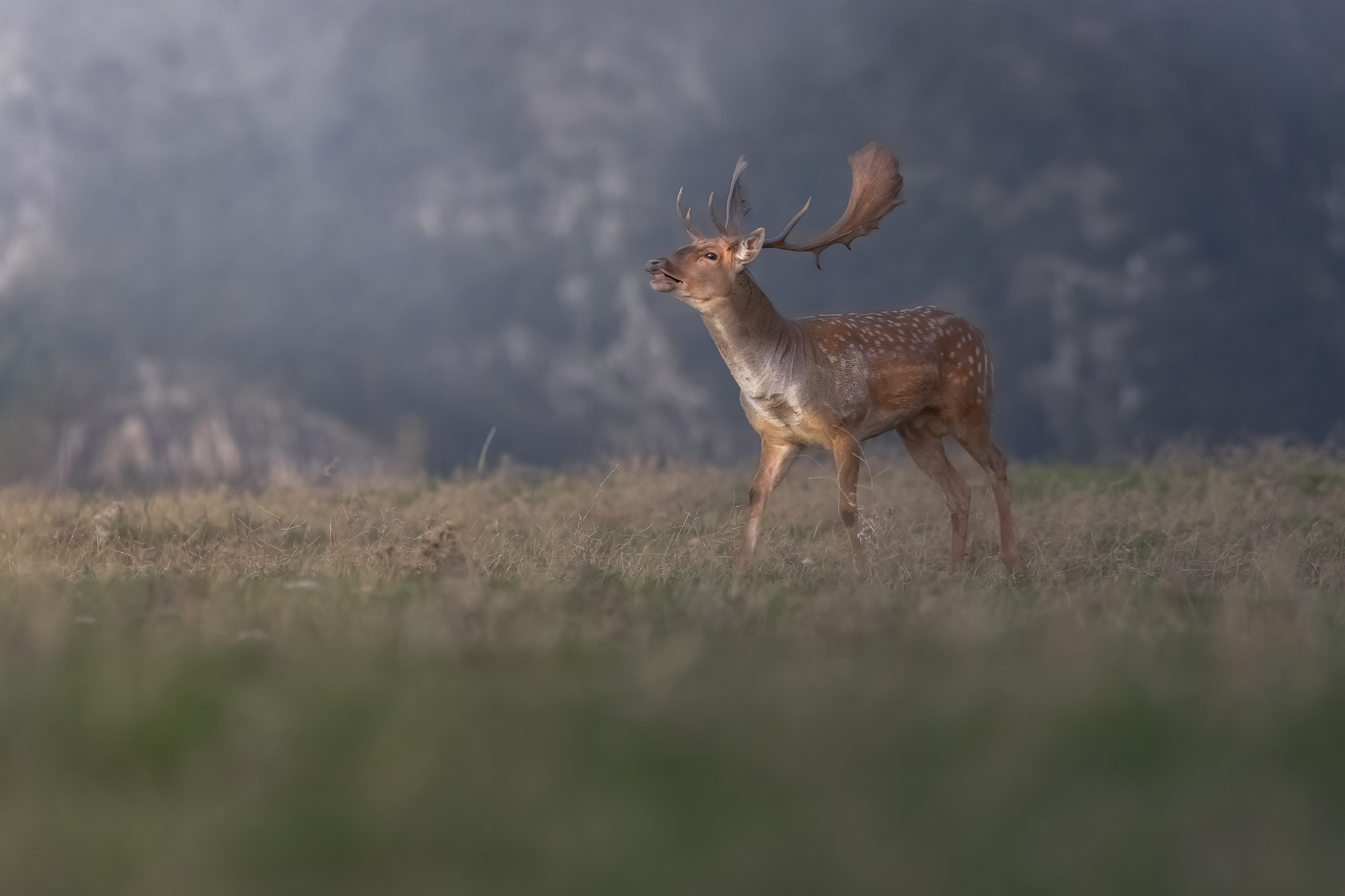 Deer bellowing