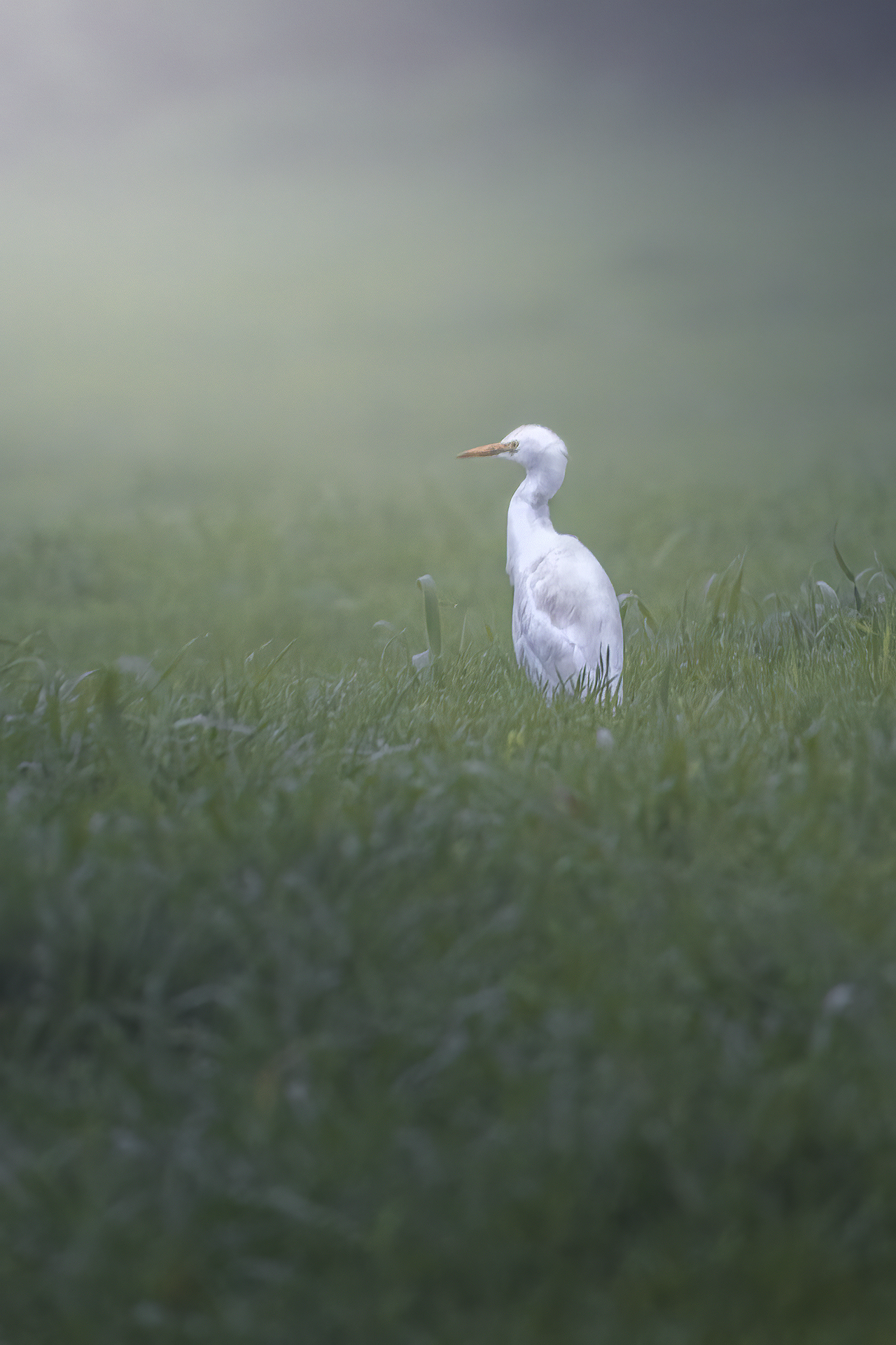 egretta egret