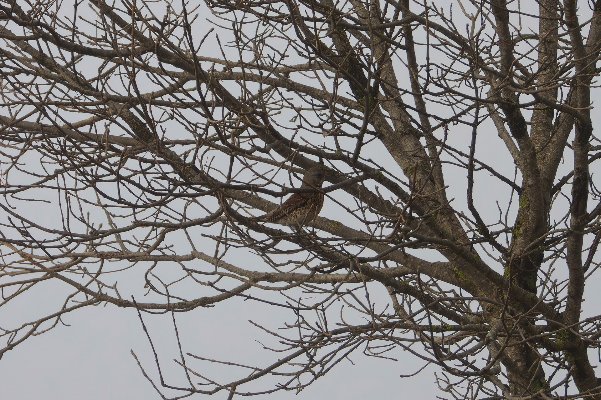 Song thrush in the fog