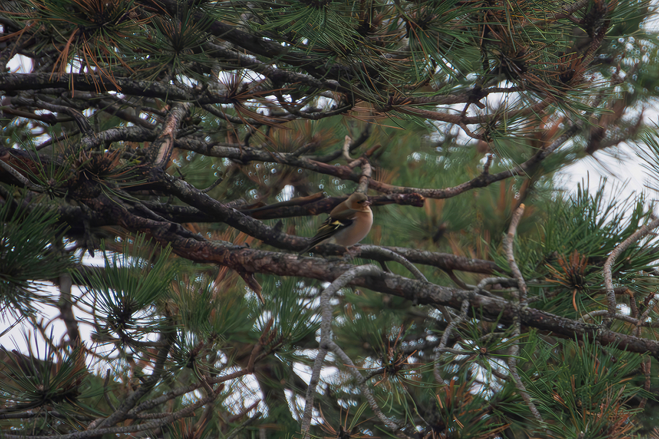 Chaffinch
