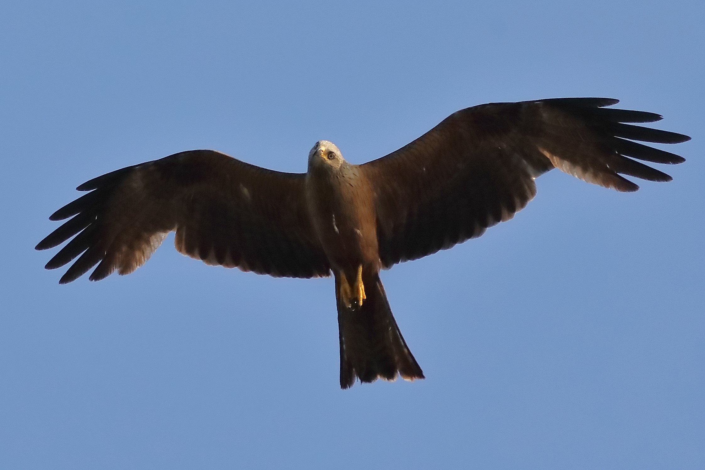 Black Kite 15-07-2023
