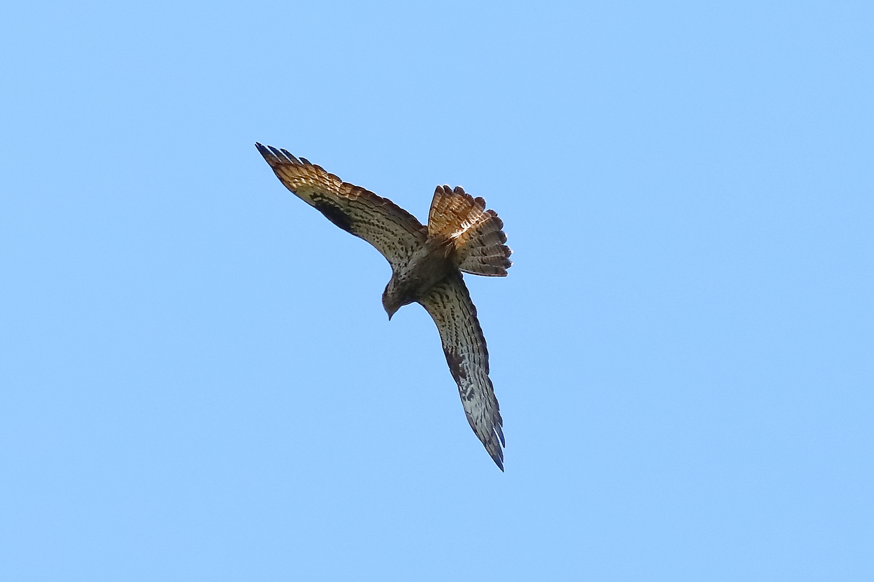 Honey buzzard 21-07-2023