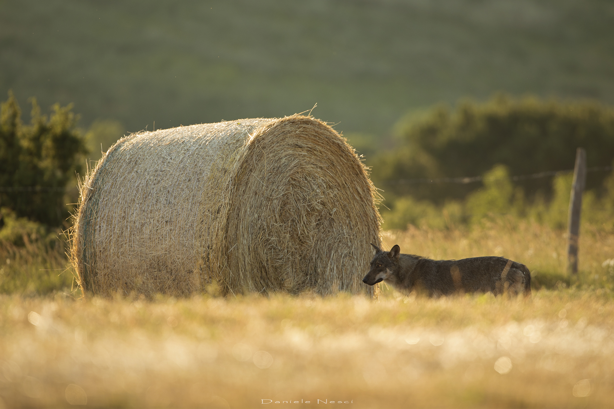 Damsel at sunset