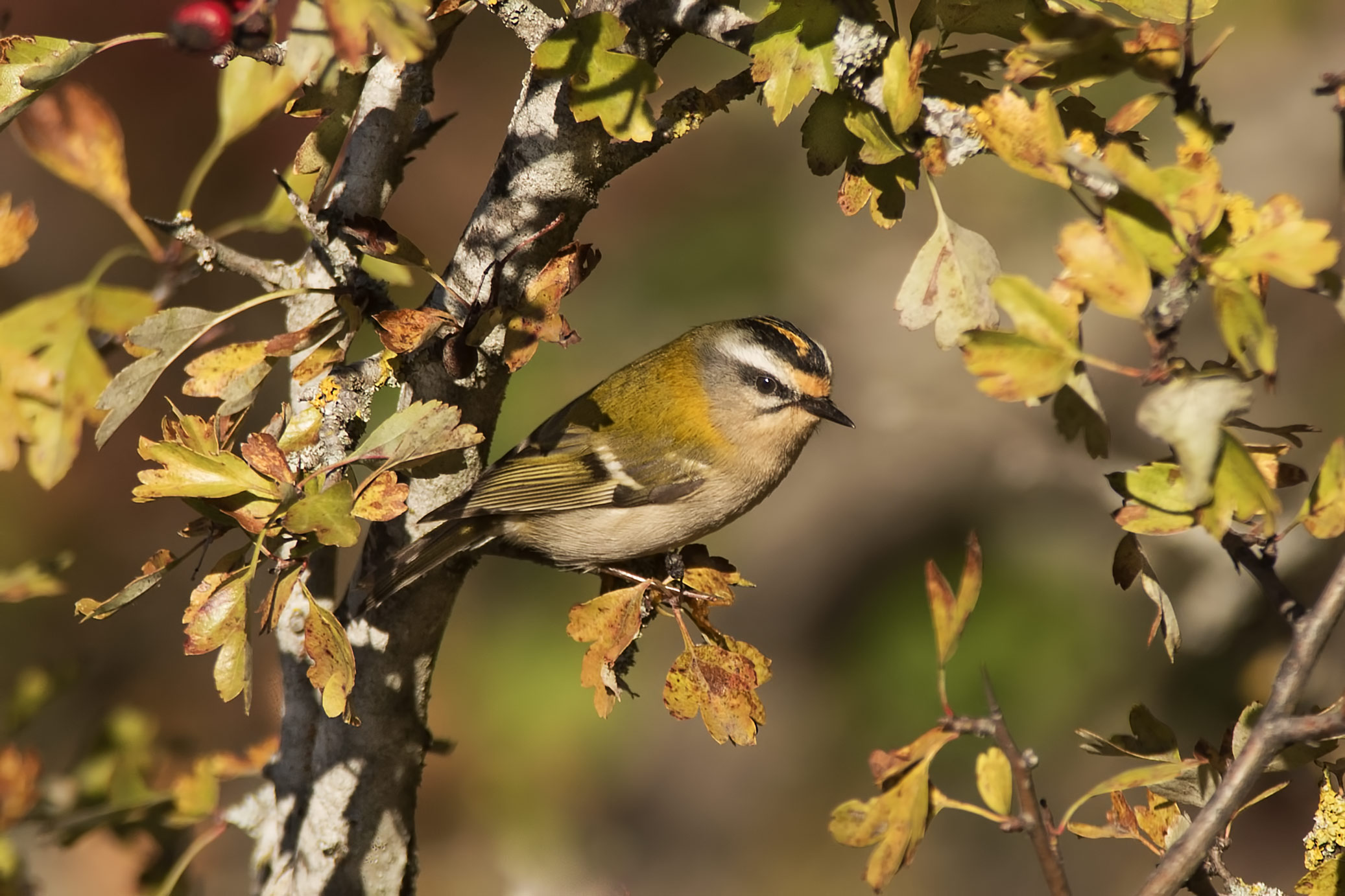 Fiorrancino e foliage Ottobre "Parmense"