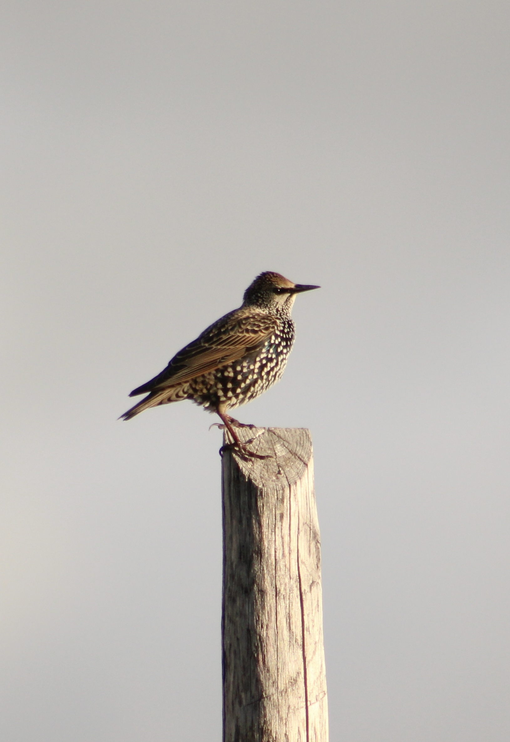 Storno Europeo ( Sturnus vulgaris)