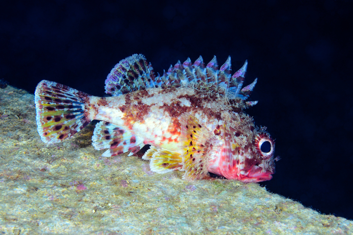 Scorfanotto - Praiano Sa