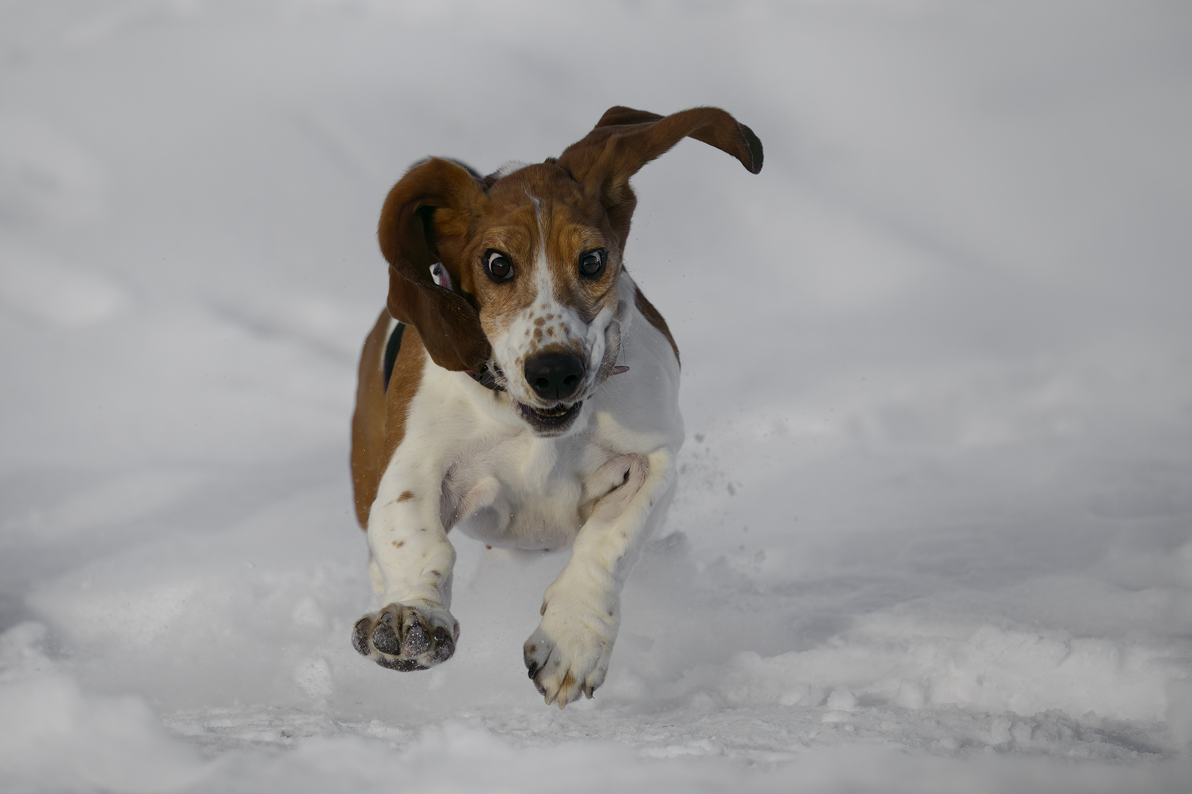 Chiedimisesonofelice!