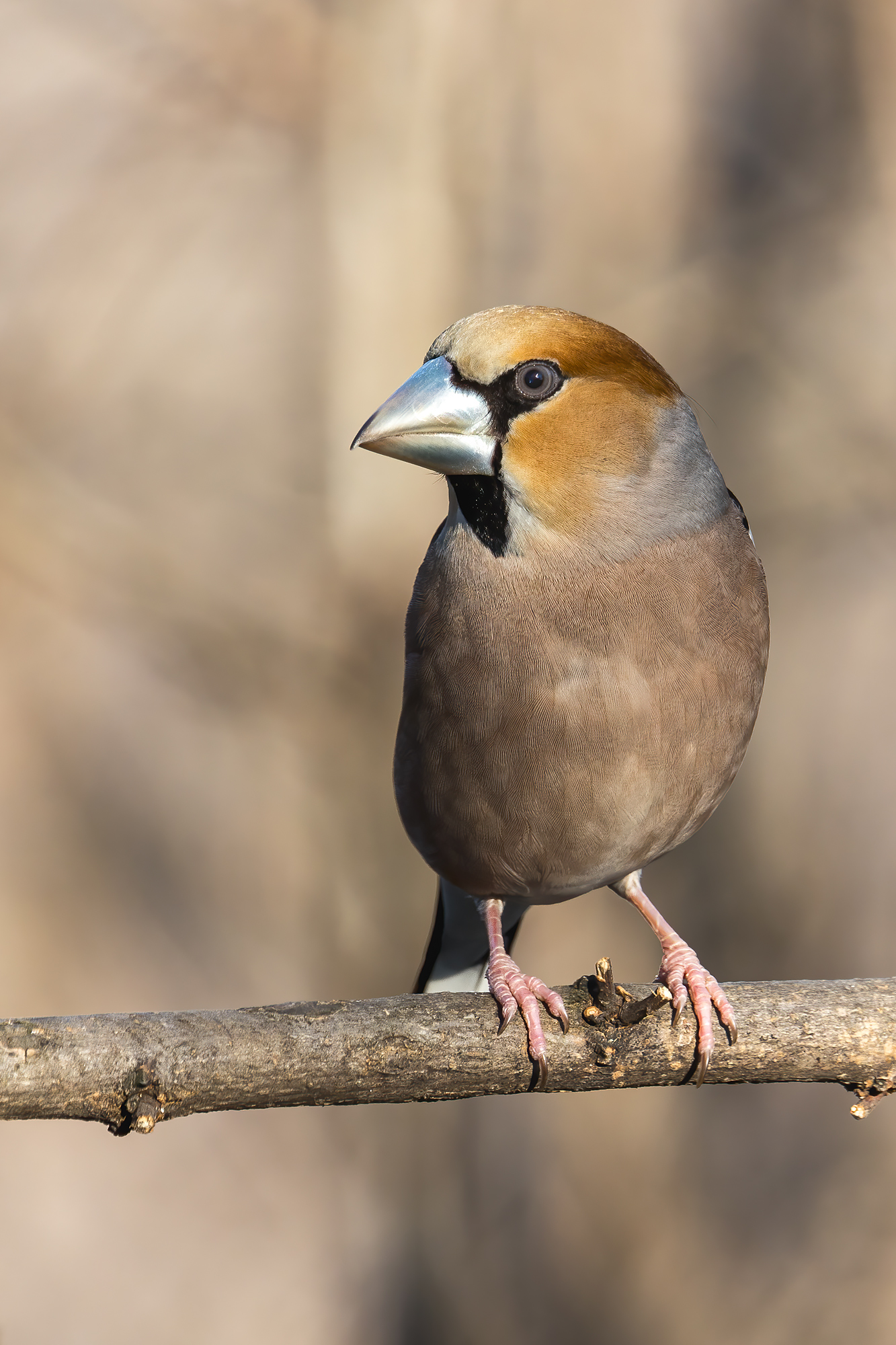 Hawfinch