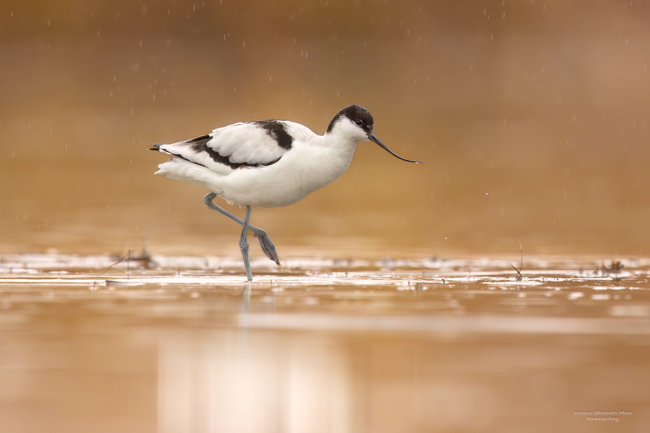 Avocetta