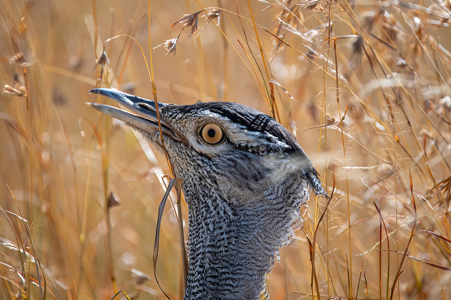 Ritratto di otarda Kori nella Savana
