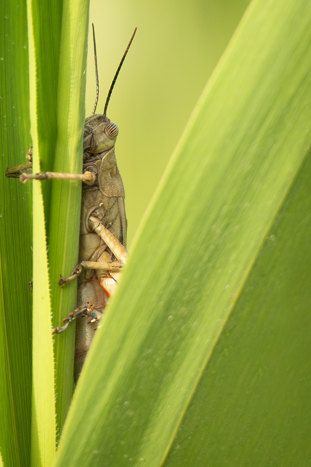 Locust