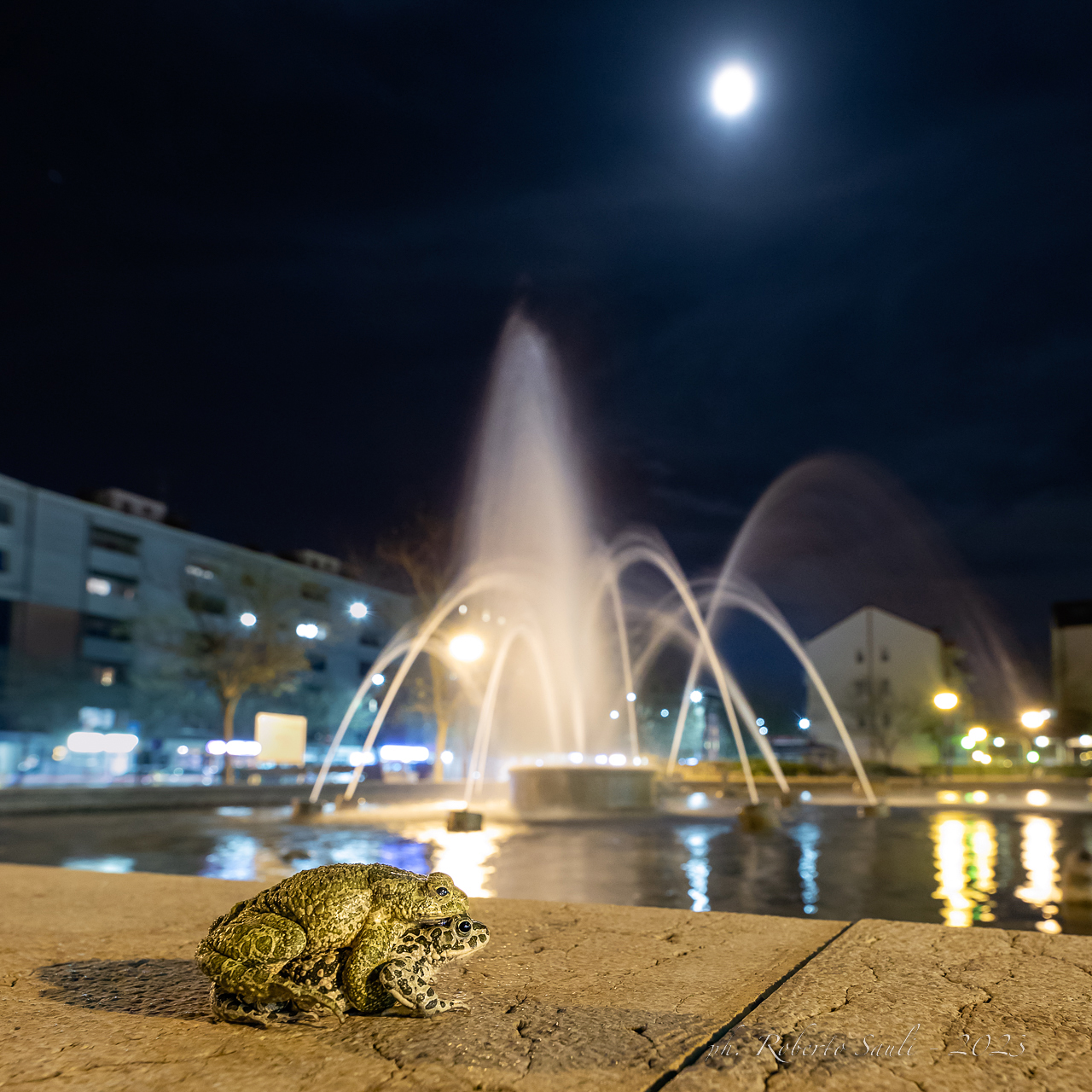 Rospi smeraldini in area urbana