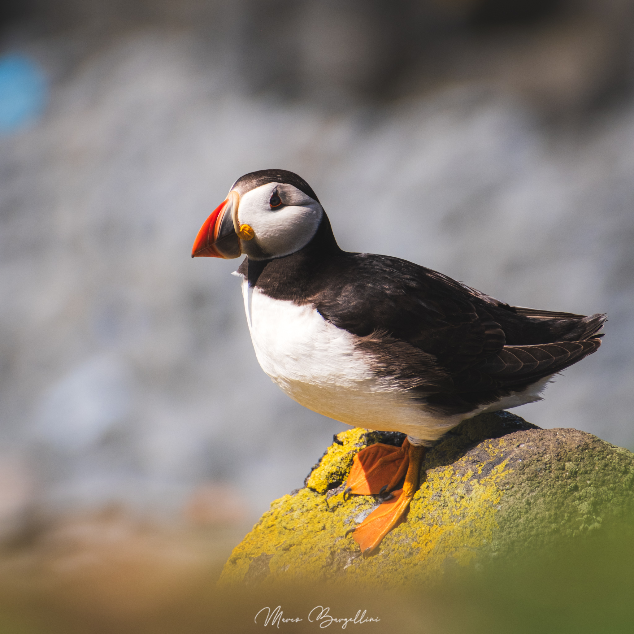 Puffin