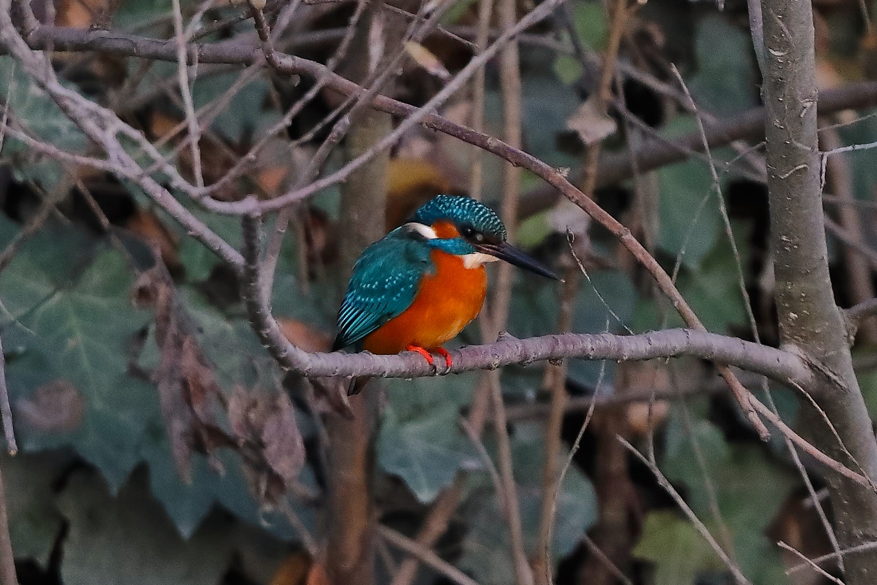 Kingfisher 12-12-2023