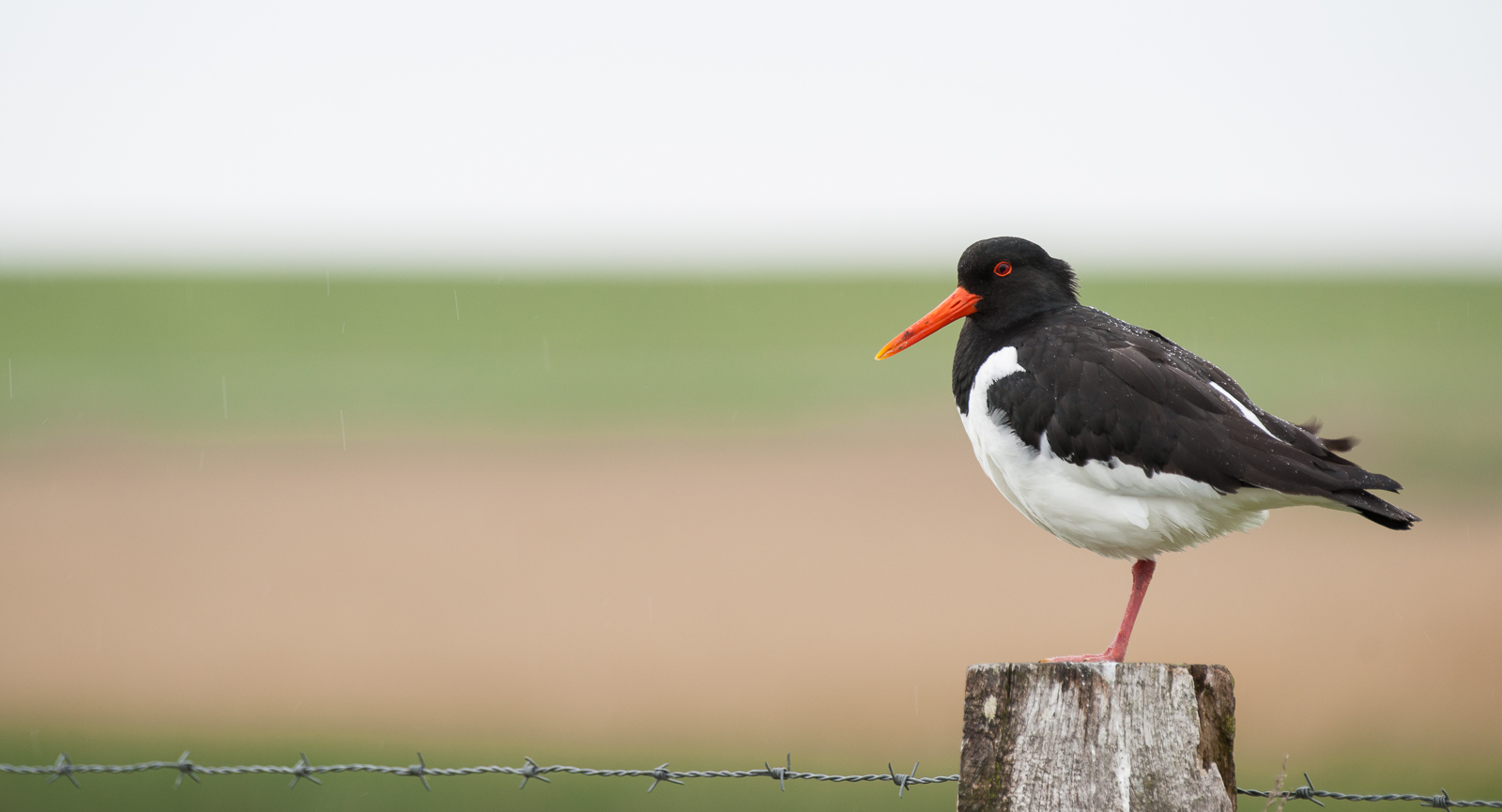 Oystercatcher