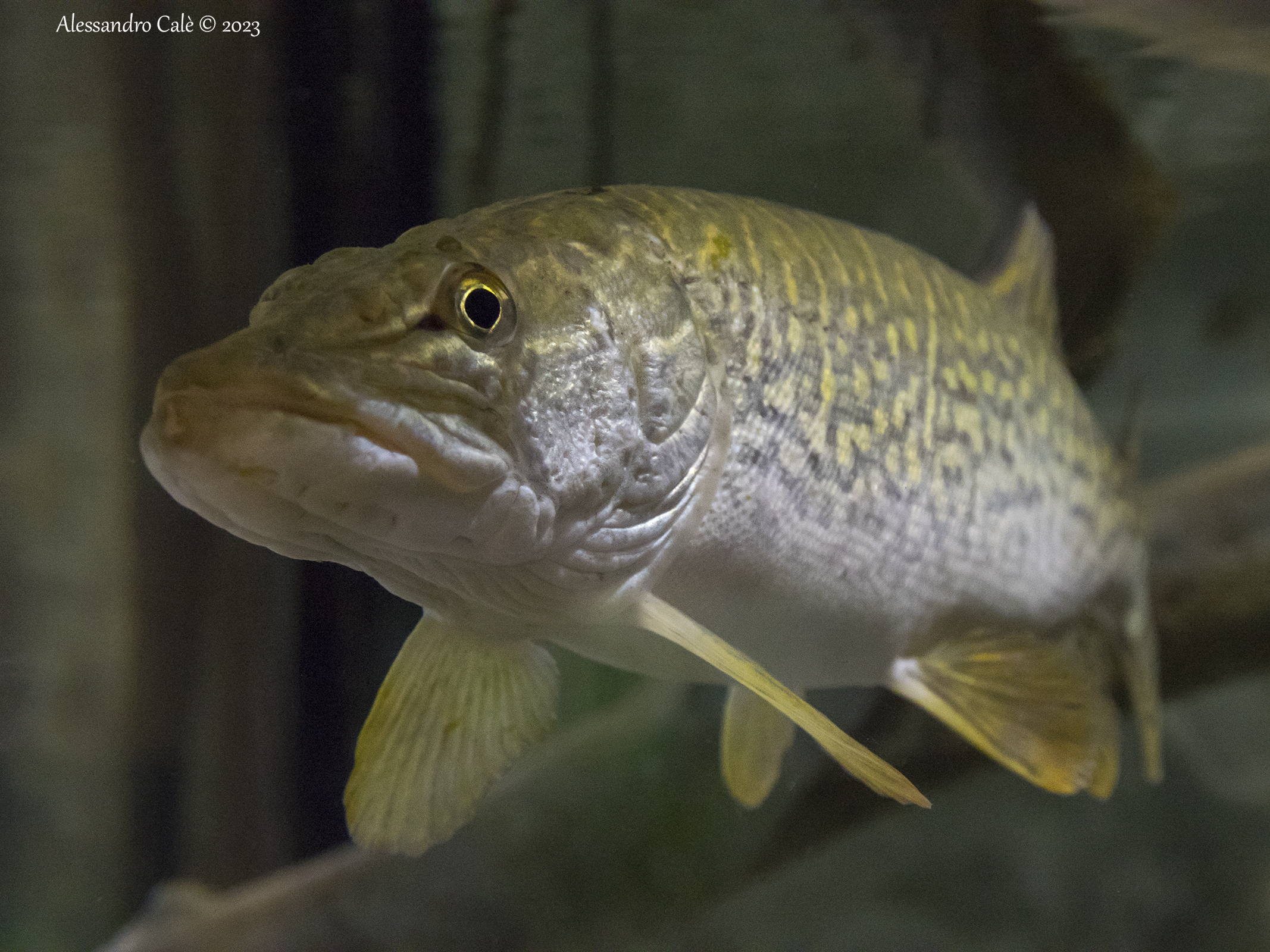 Esox lucius (Luccio) 1484