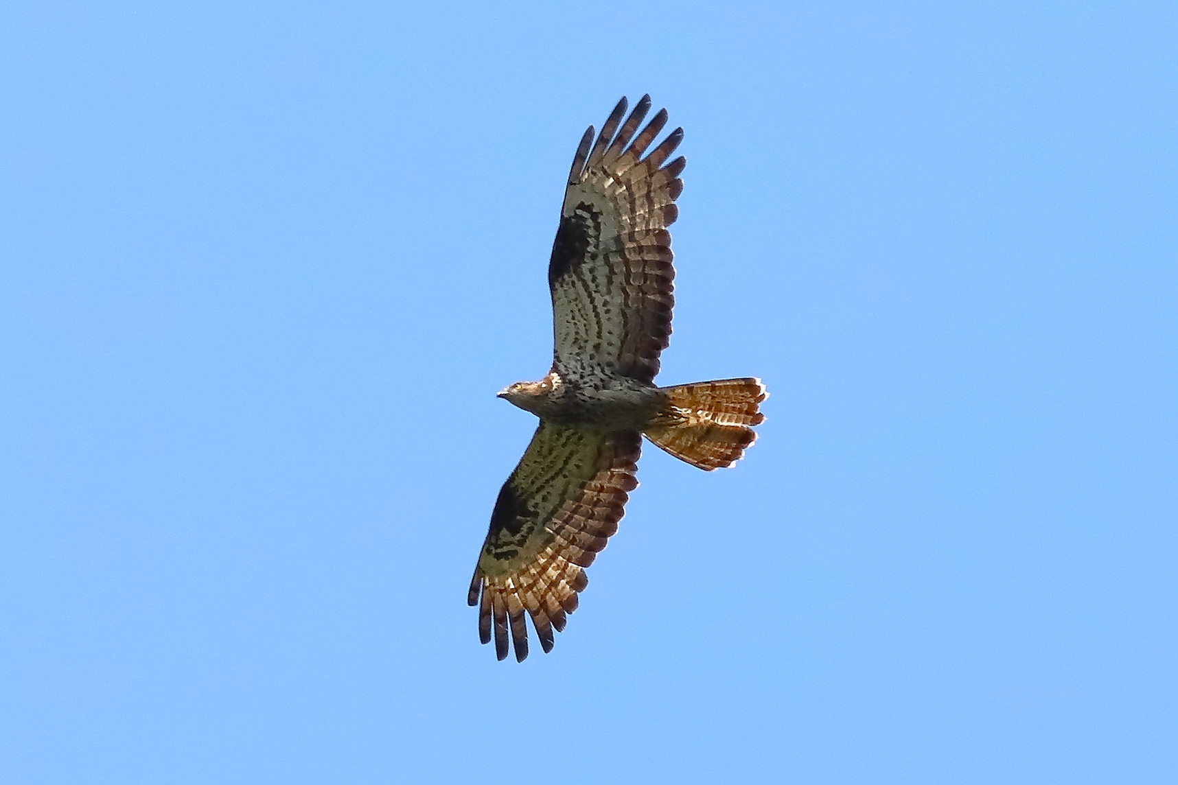 Honey buzzard 21-07-2023