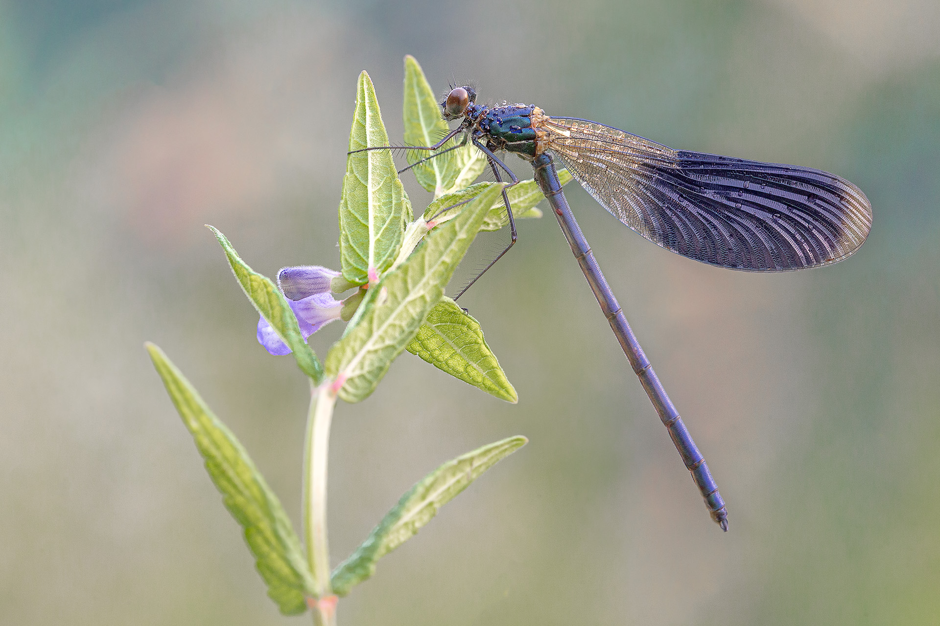 Calopteryx Splendens