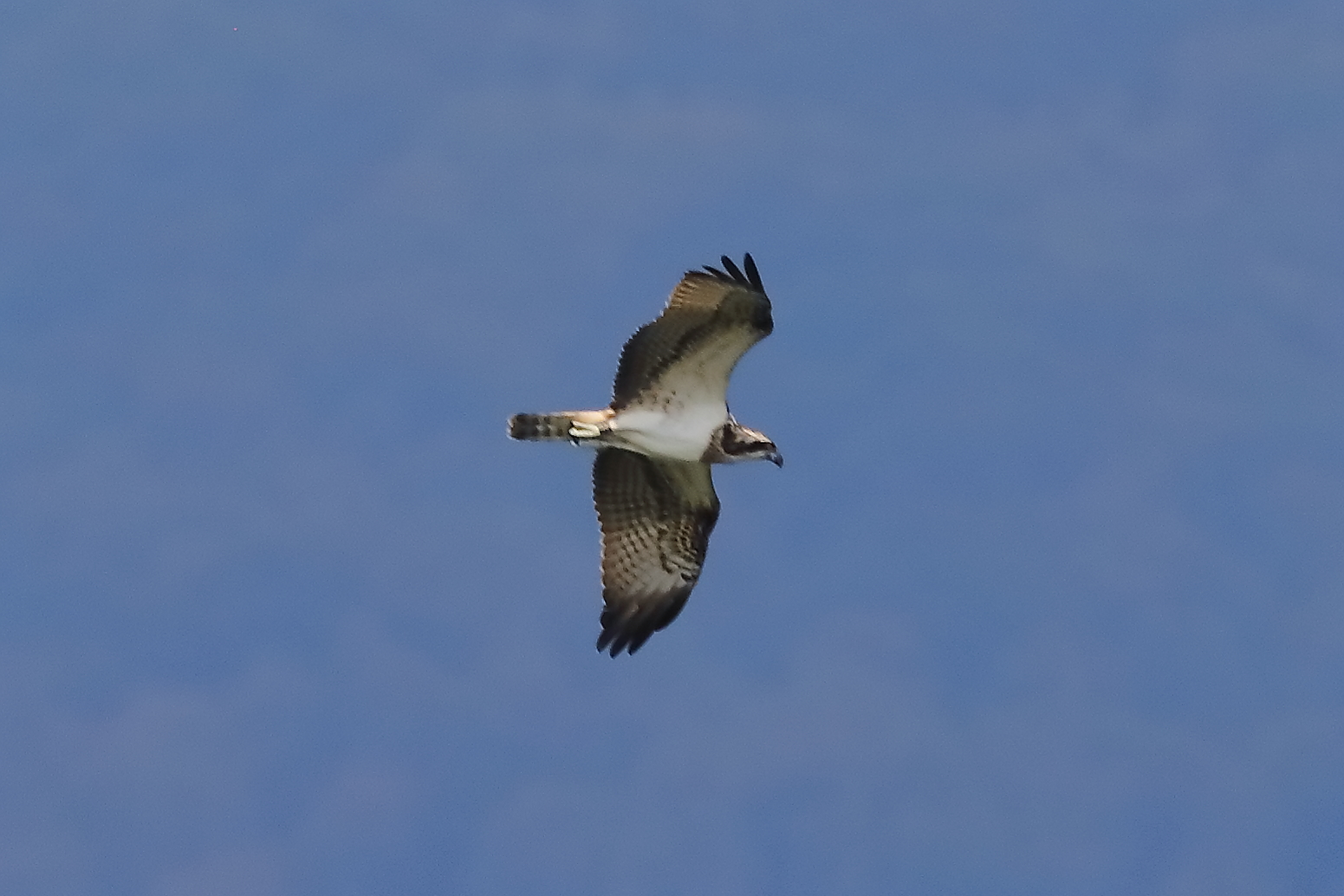 Osprey 04-09-2023