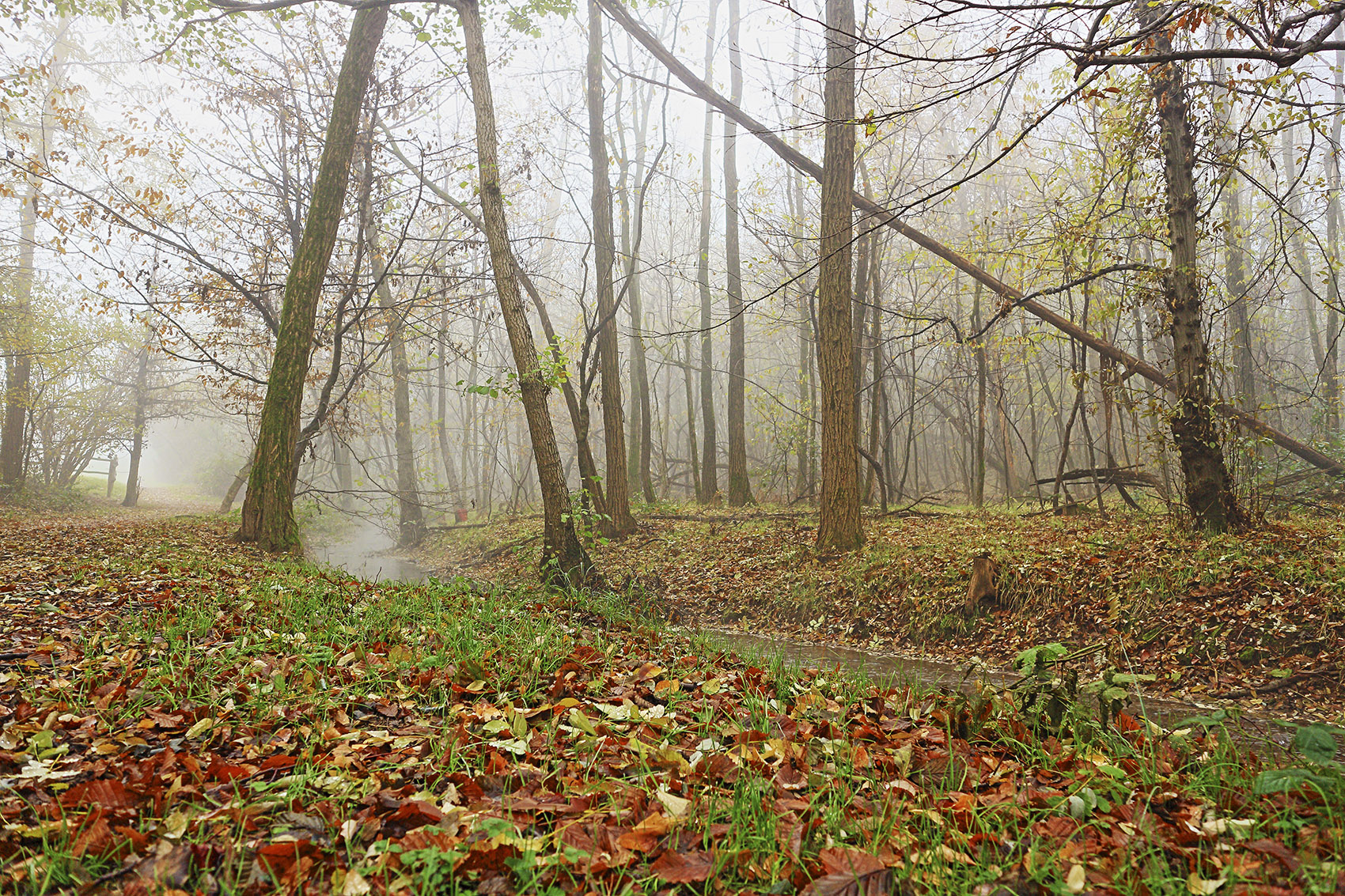 A walk through the fog