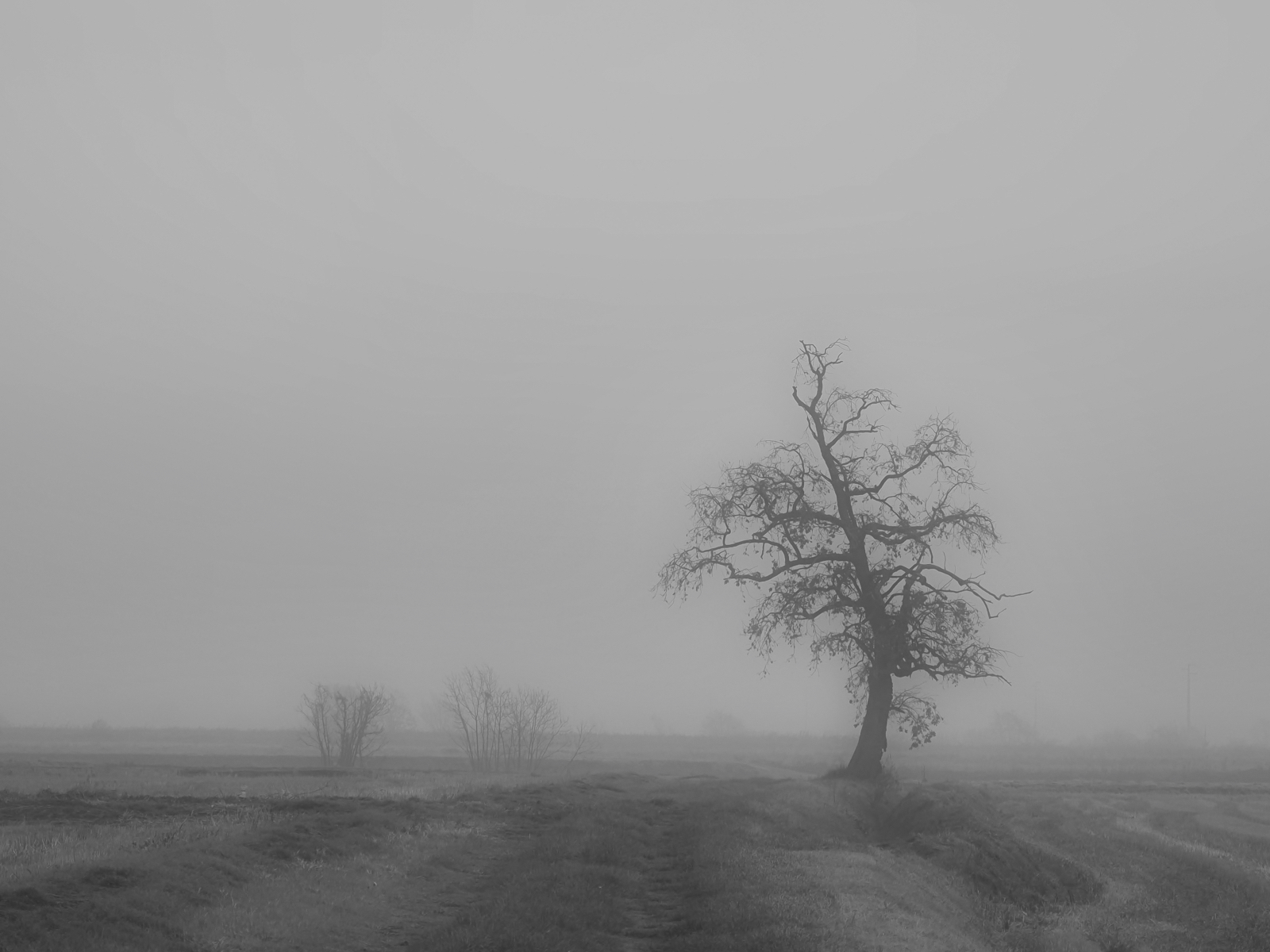L'albero e la nebbia