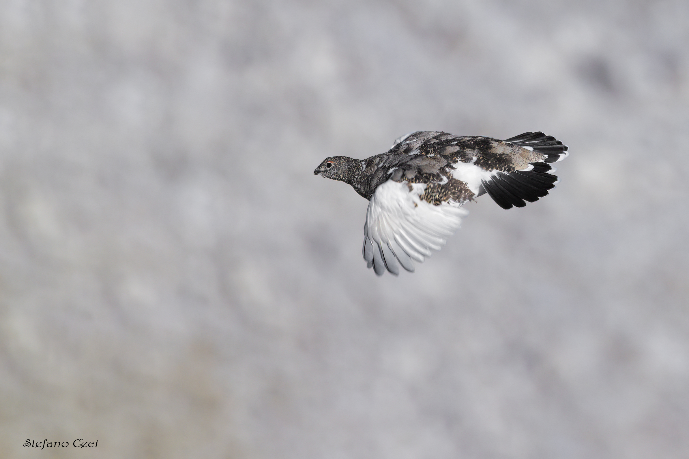Ptarmigan