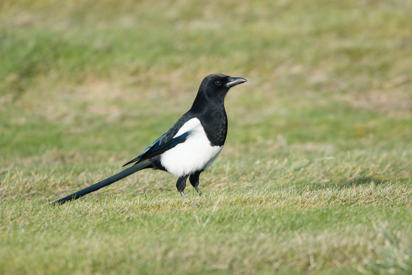 magpie