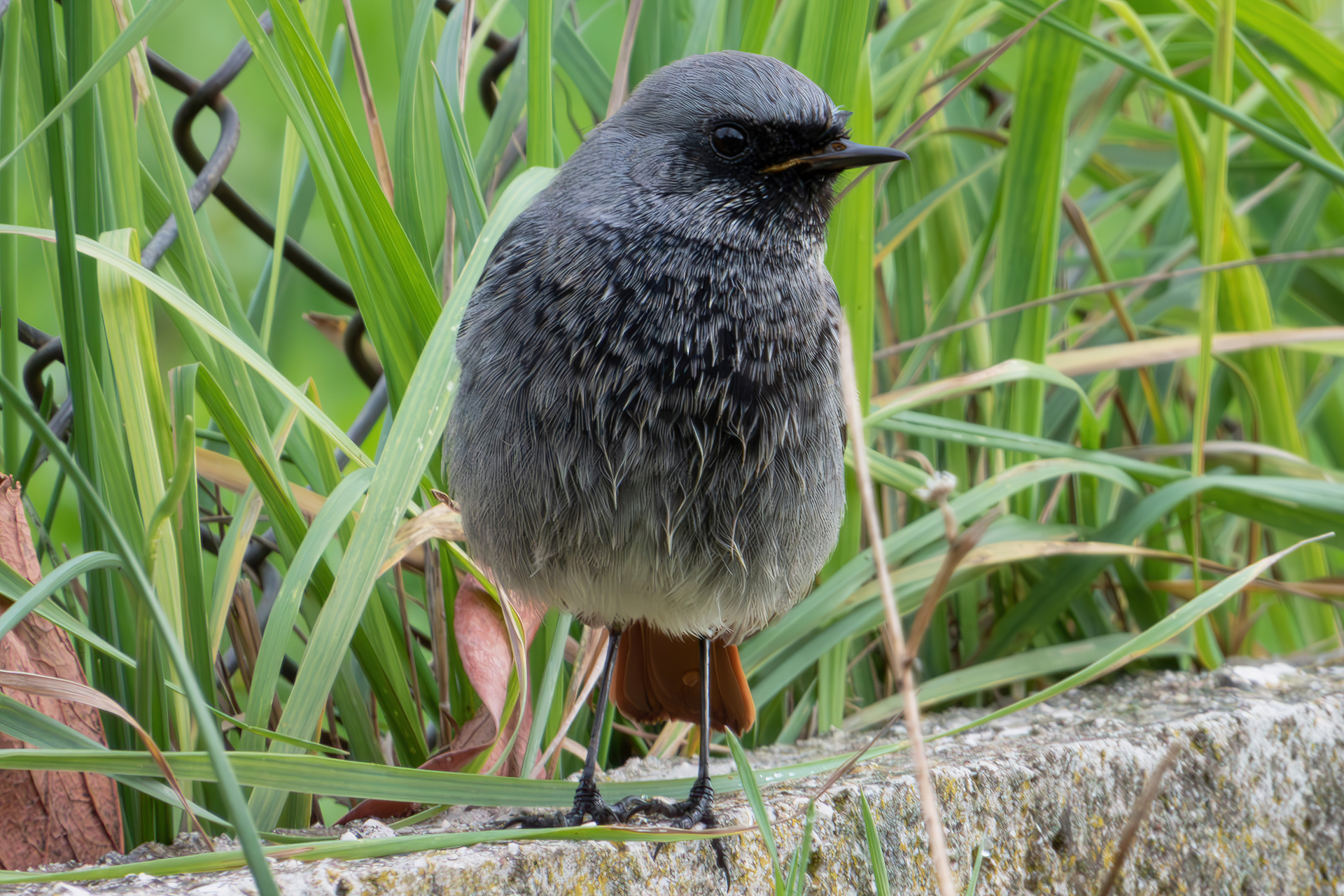 Black redstart