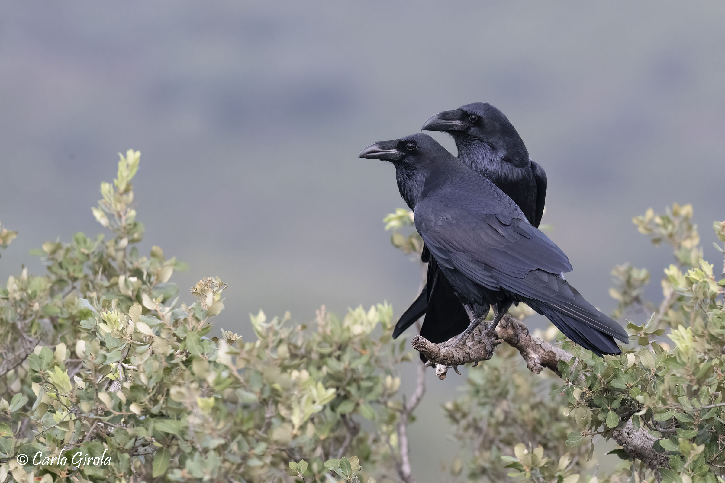 Raven (Corvus corax)
