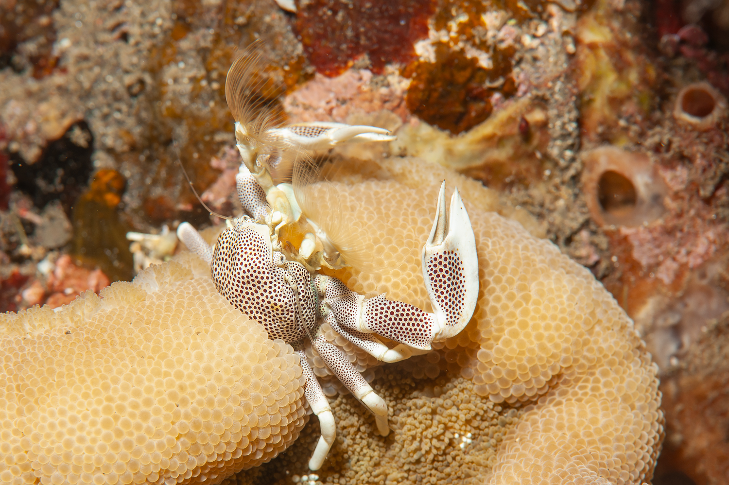 Neopetrolisthes maculatus