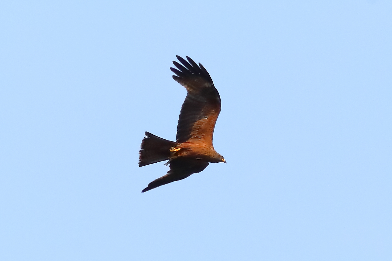 Black Kite 22-07-2023