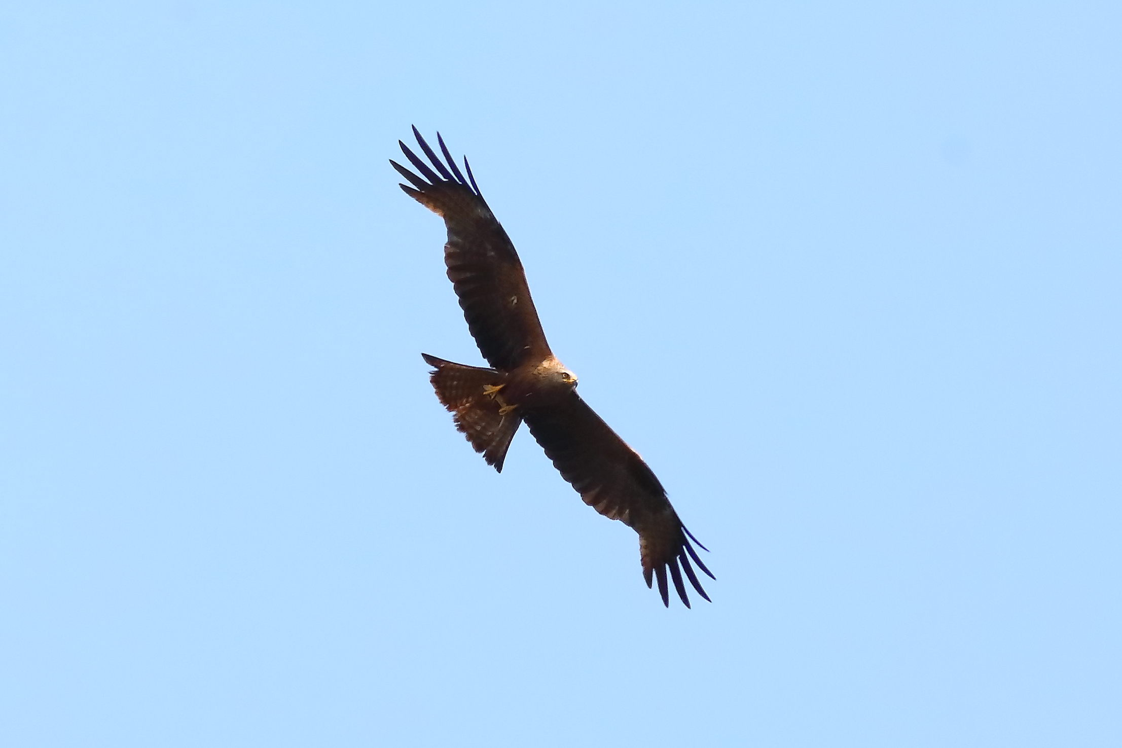 Black Kite 22-07-2023