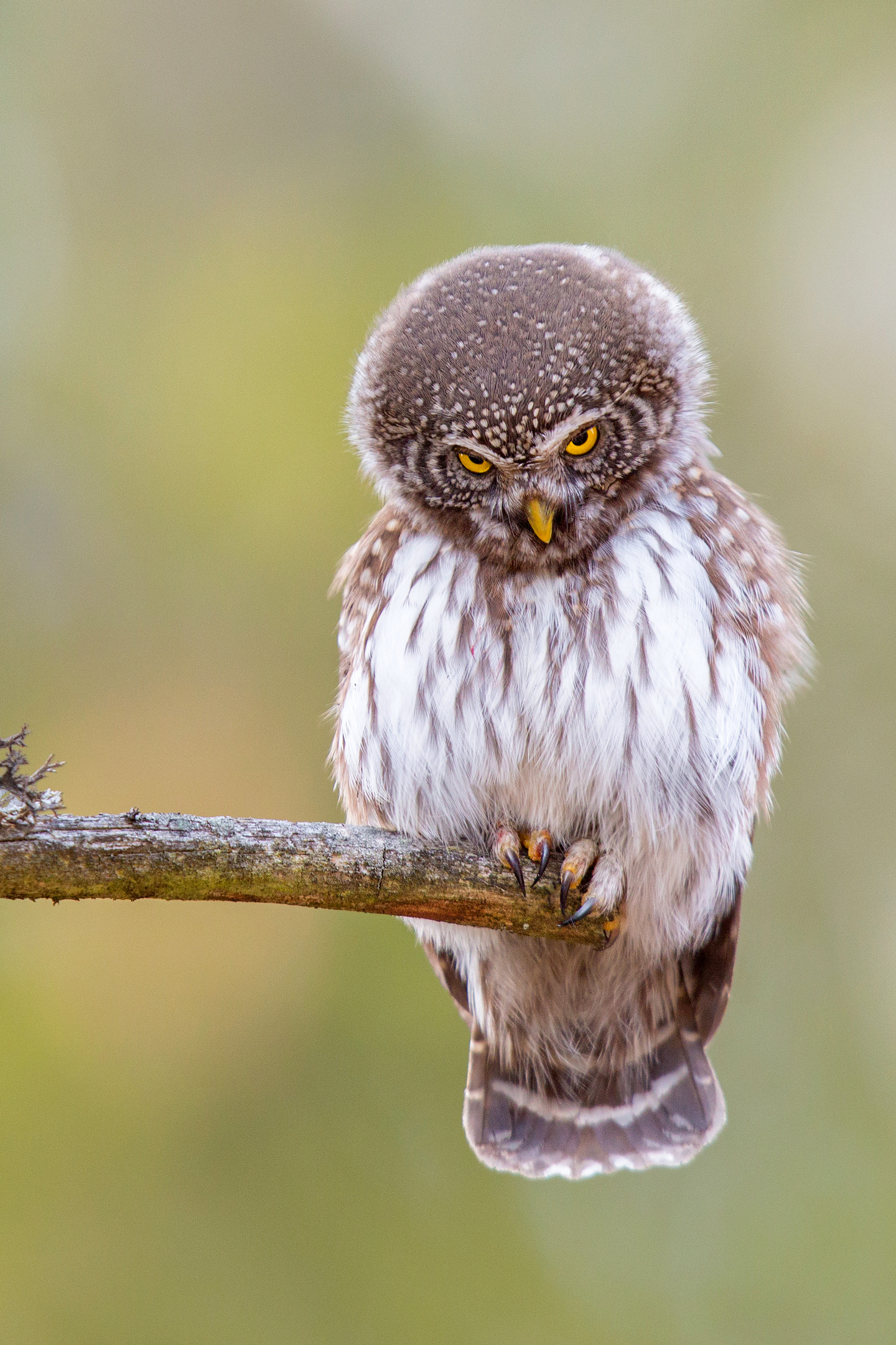 Glaucidium passerinum