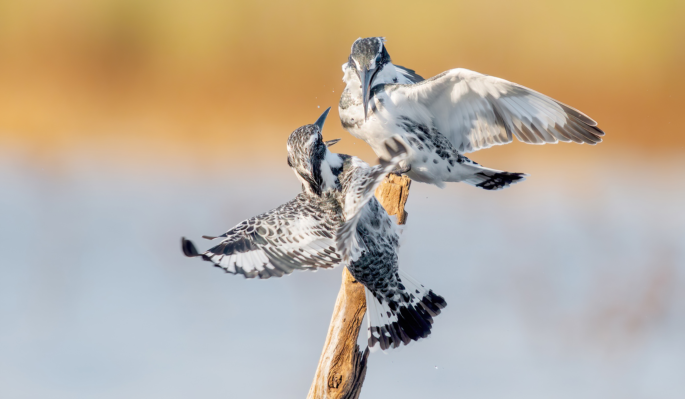 Martin pescatore magico - disputa 2