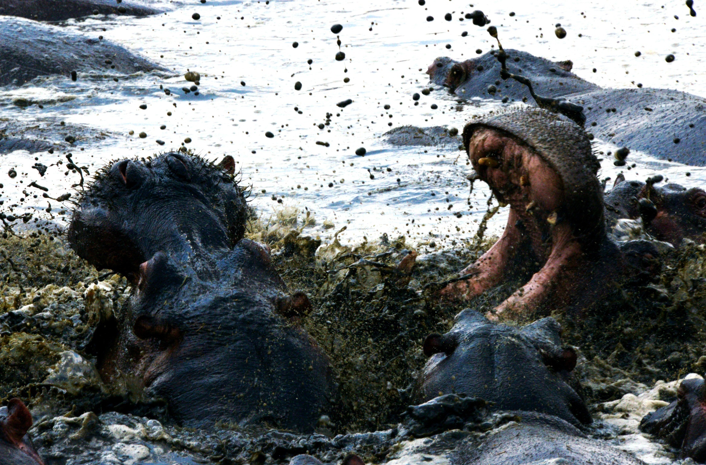 Hippos - the fight for dominance